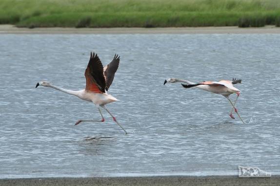 Flamingos alçam voo no Parque Nacional da Lagoa do Peixe, no sul do Rio Grande do Sul, entre a Lagoa dos Patos e o Oceano Atlântico
